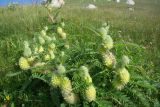 Astragalus maximus