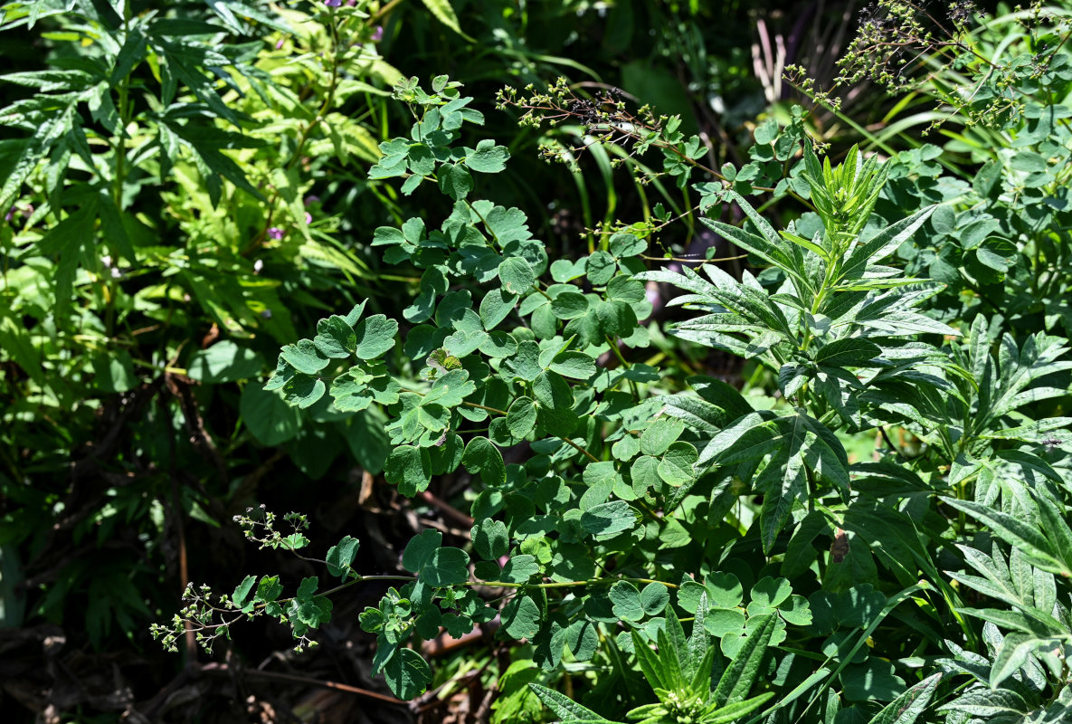 Image of Thalictrum minus specimen.