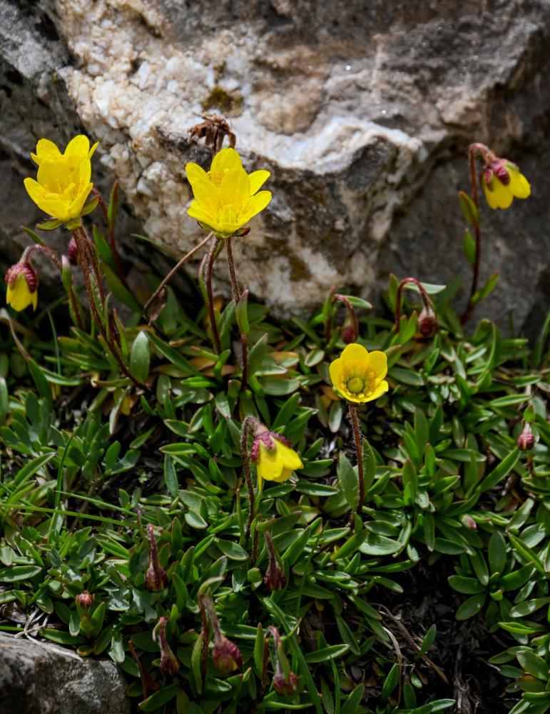 Image of Saxifraga hirculus specimen.