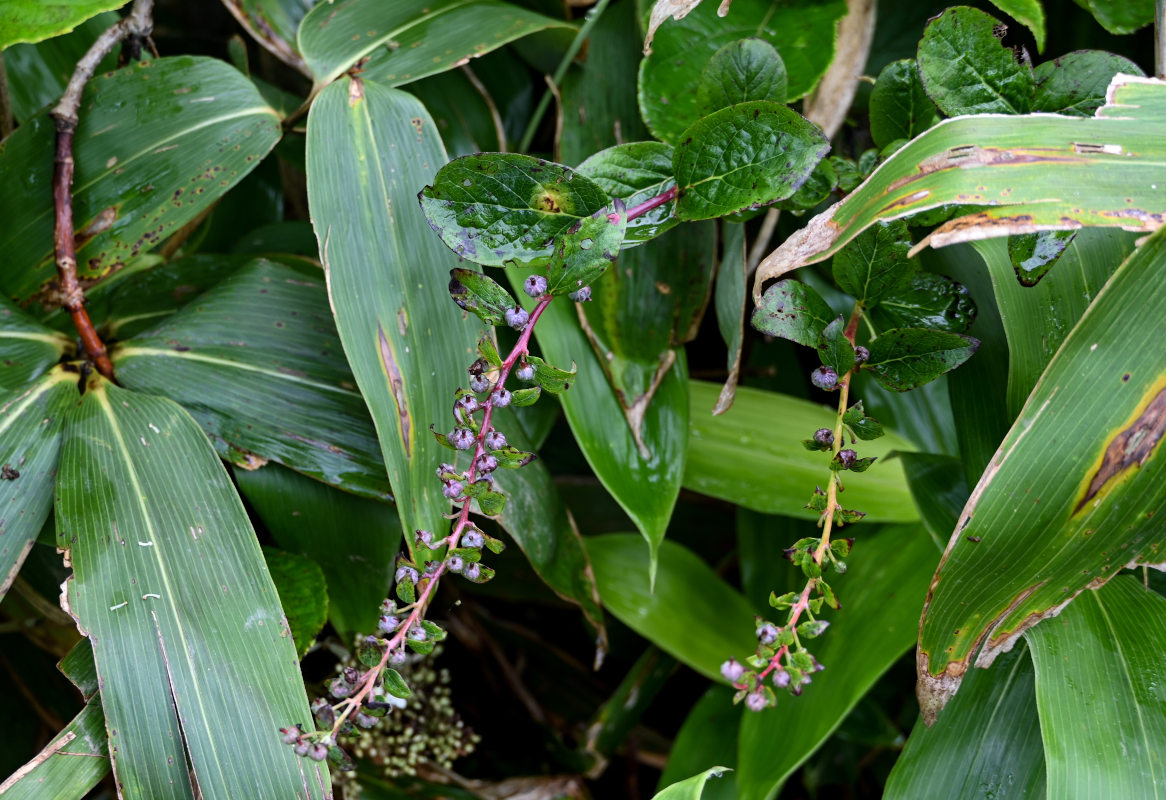 Image of Eubotryoides grayana specimen.