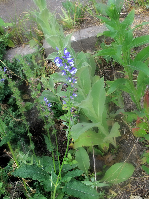 Изображение особи род Salvia.