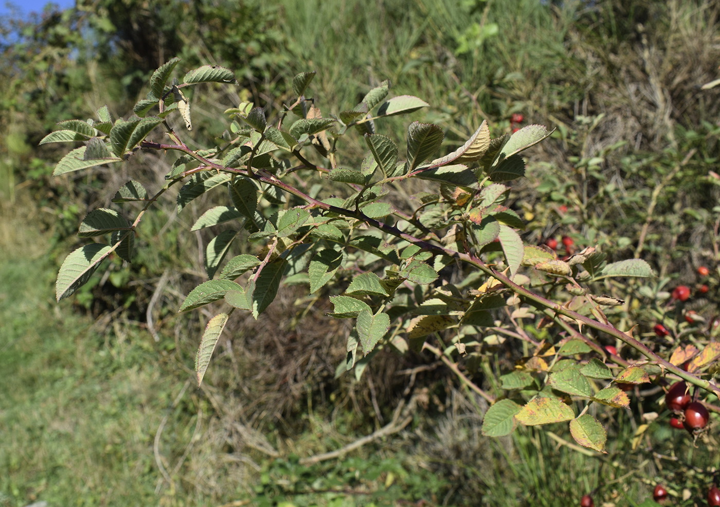 Image of genus Rosa specimen.