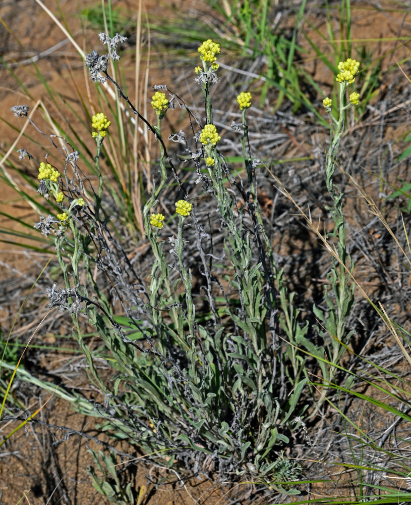 Изображение особи Helichrysum arenarium.