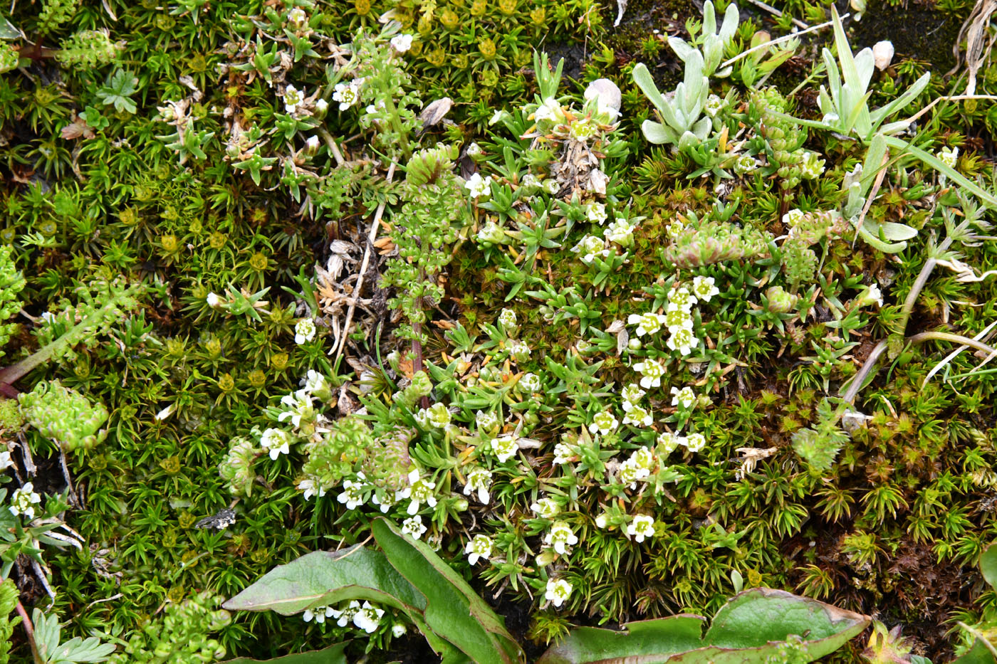 Image of Minuartia biflora specimen.