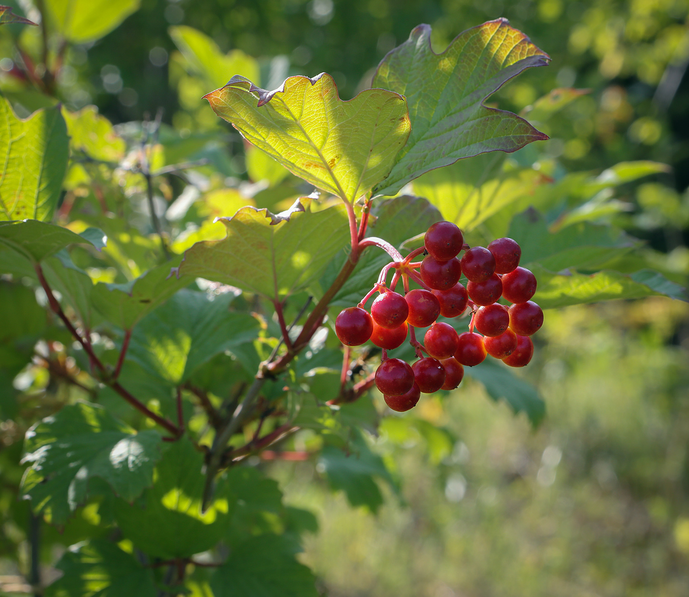 Image of Viburnum opulus specimen.