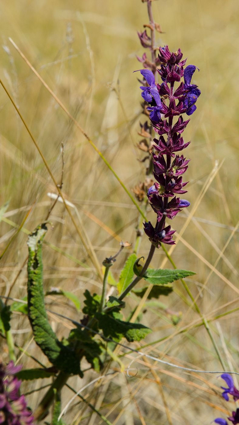 Image of Salvia stepposa specimen.