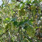 Humulus lupulus. Плоды и листья в средней части растения. Киргизия, Иссык-Кульская обл., окр. с. Бактуу-Долоноту, заросли облепихи у берега озера. 10 августа 2022 г.