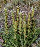 Pedicularis achilleifolia. Верхушки побегов с соцветиями. Хакасия, Орджоникидзевский р-н, горная гряда Сундуки, каменистый степной склон. 07.06.2022.