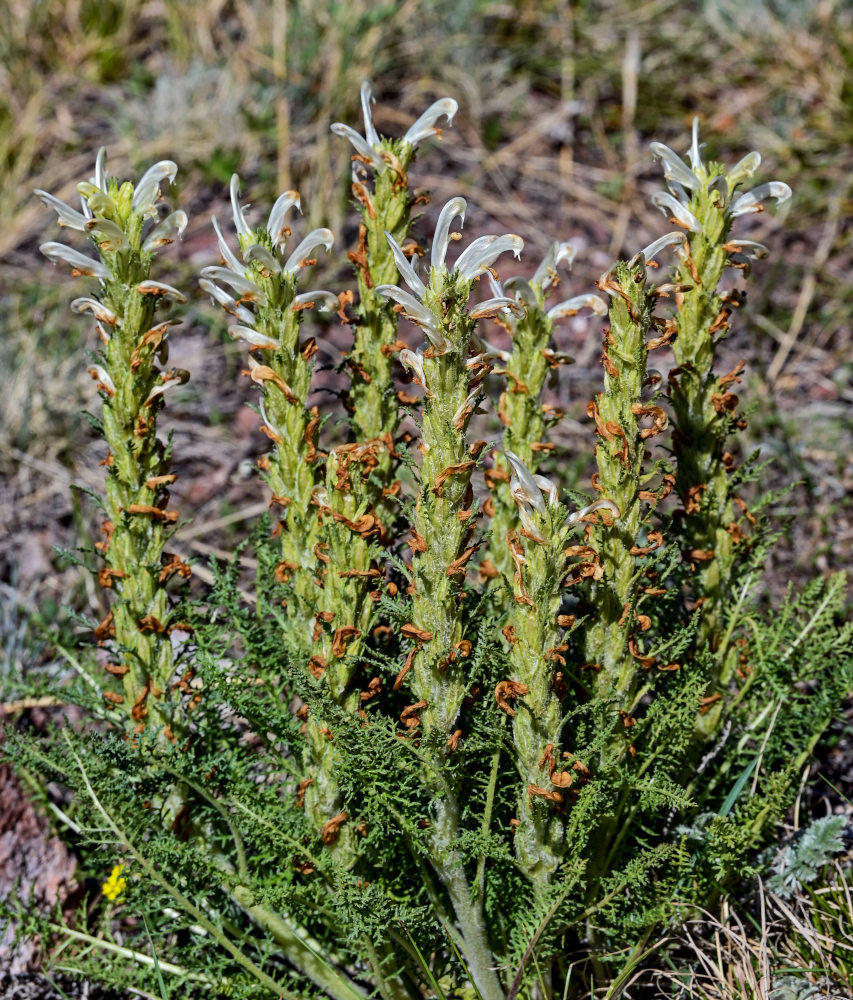 Image of Pedicularis achilleifolia specimen.