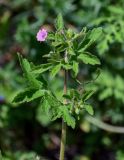 Geranium divaricatum. Верхушка цветущего растения. Армения, обл. Лори, окр. с. Лори Берд, крепость Лори Берд, ≈ 1300 м н.у.м., каменистый участок лугового склона. 24.06.2022.