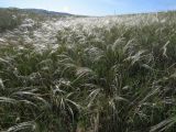 Stipa pulcherrima