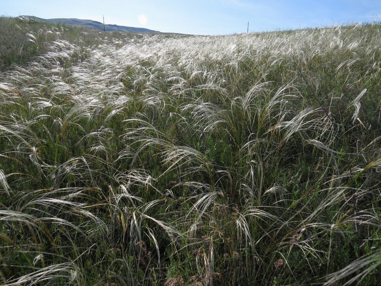 Изображение особи Stipa pulcherrima.