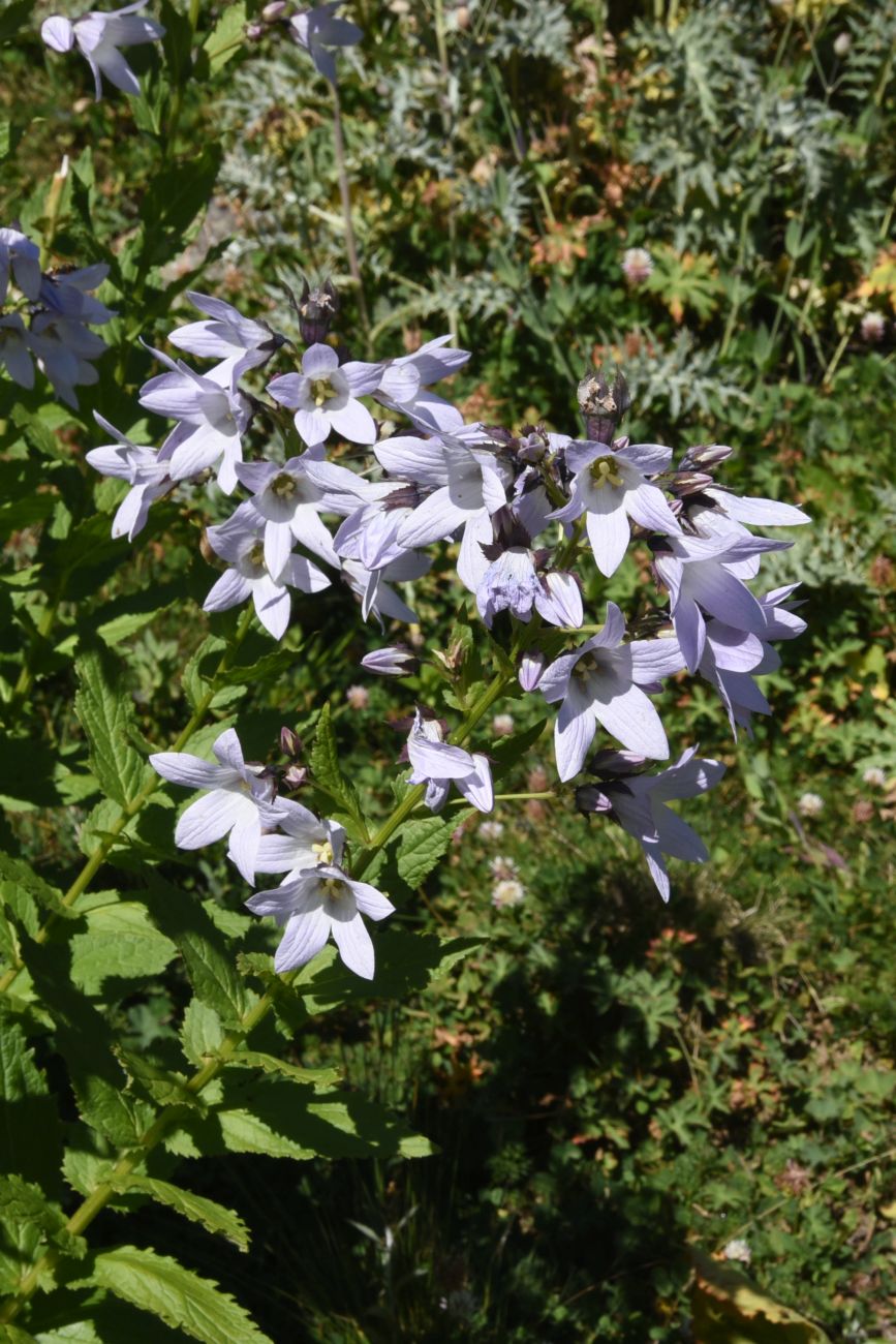 Изображение особи Gadellia lactiflora.