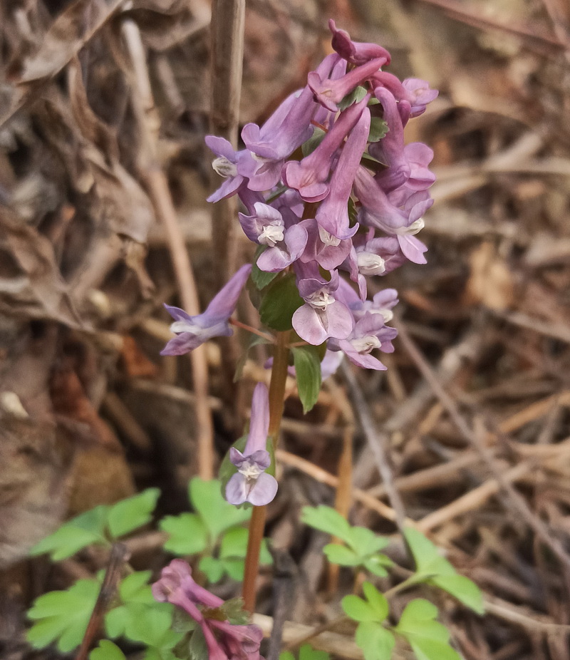 Изображение особи Corydalis solida.