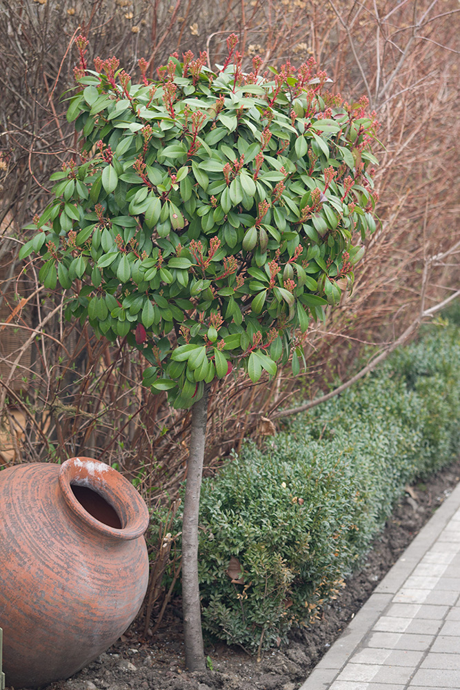 Изображение особи Photinia × fraseri.