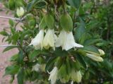 Lonicera hispida