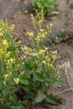 род Sisymbrium