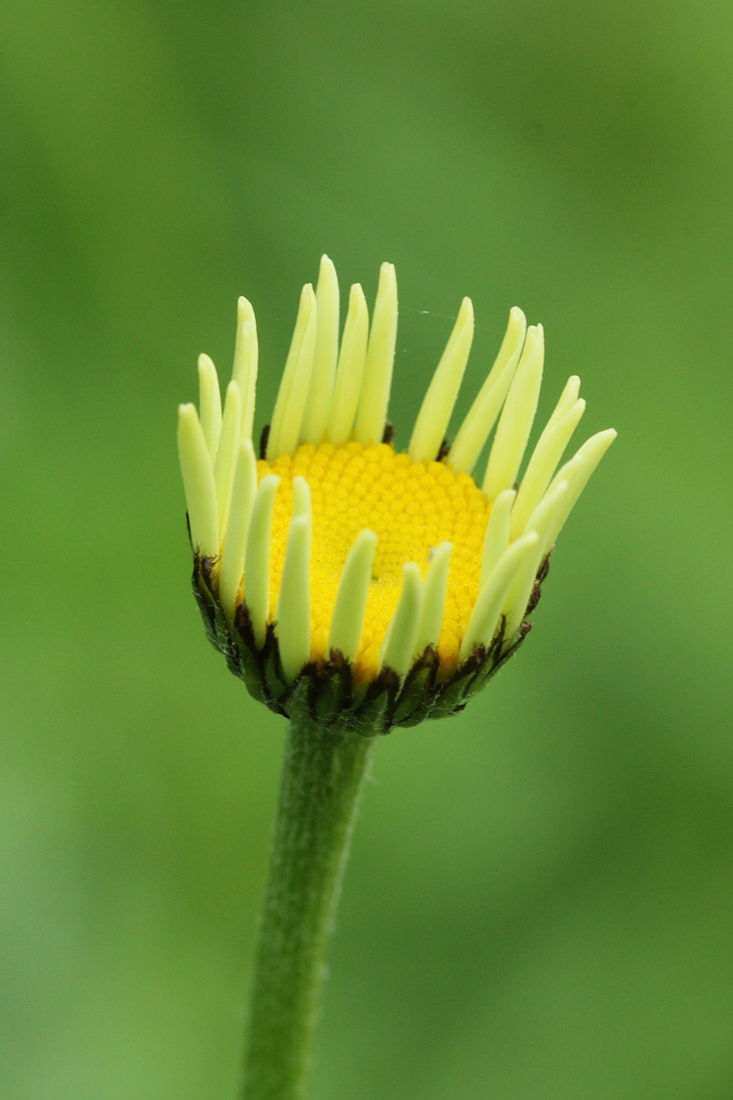 Изображение особи род Anthemis.