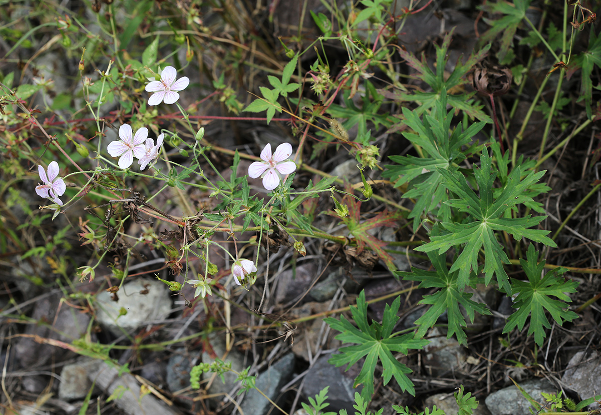 Image of Geranium sieboldii specimen.