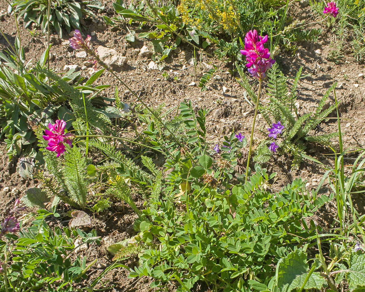 Изображение особи Onobrychis oxytropoides.