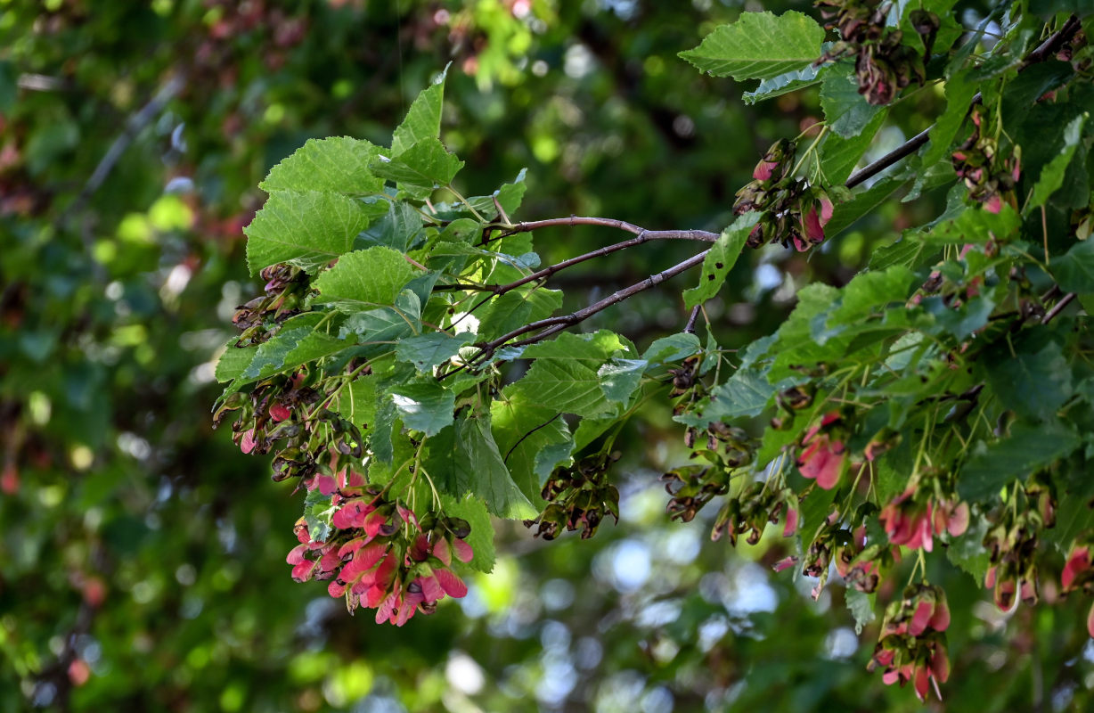 Image of Acer tataricum specimen.