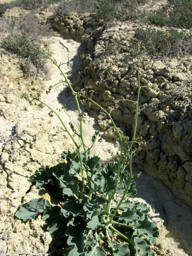 Изображение особи Crambe edentula.