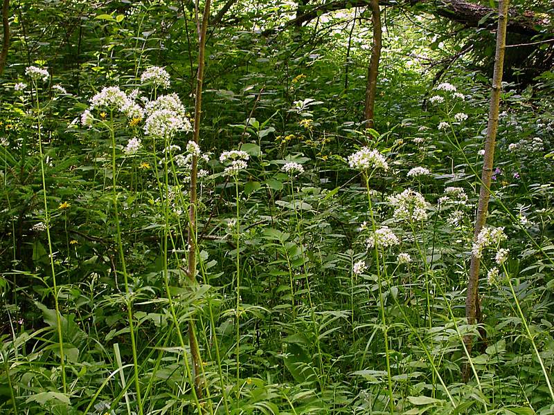 Изображение особи Valeriana officinalis.