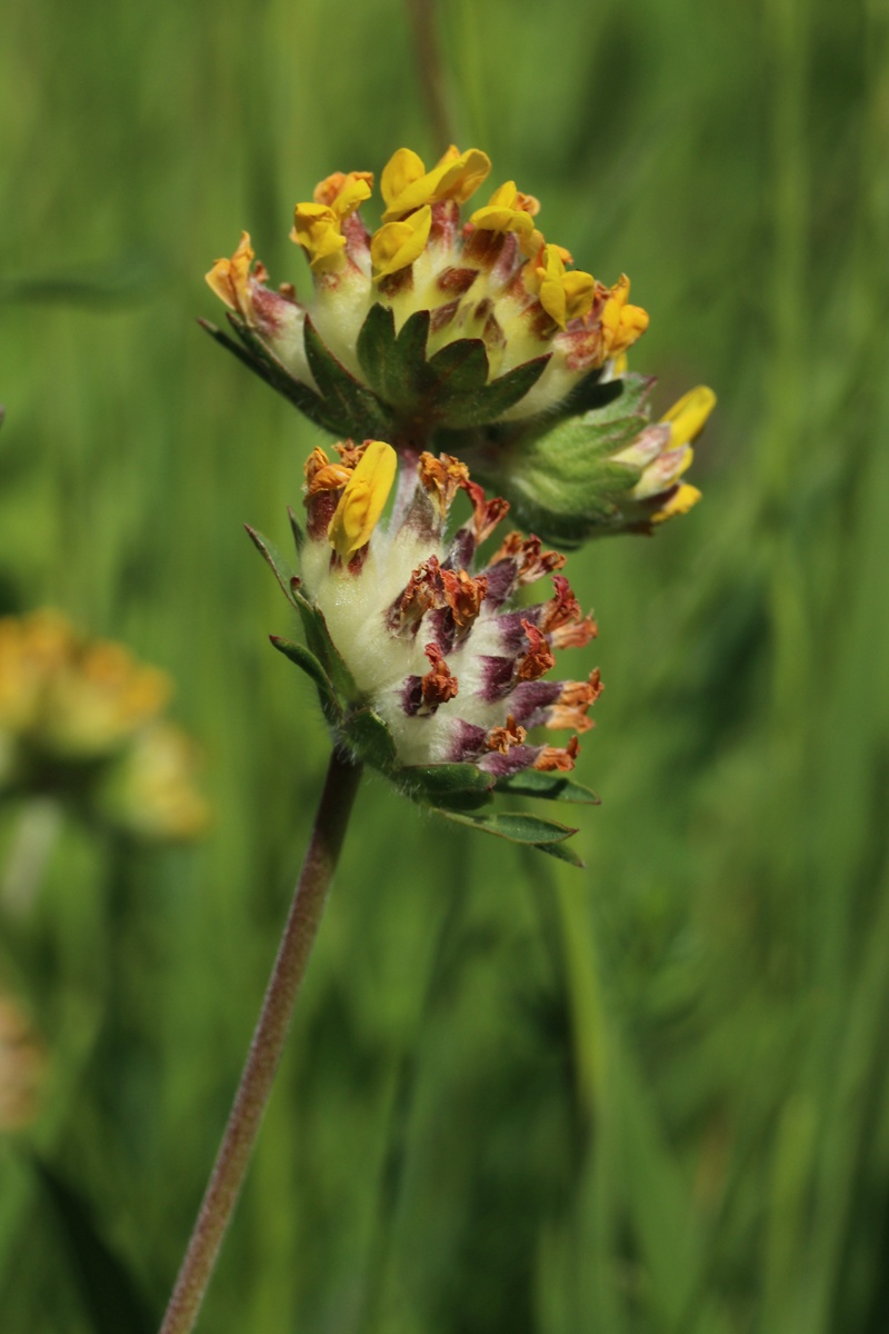 Изображение особи Anthyllis vulneraria.