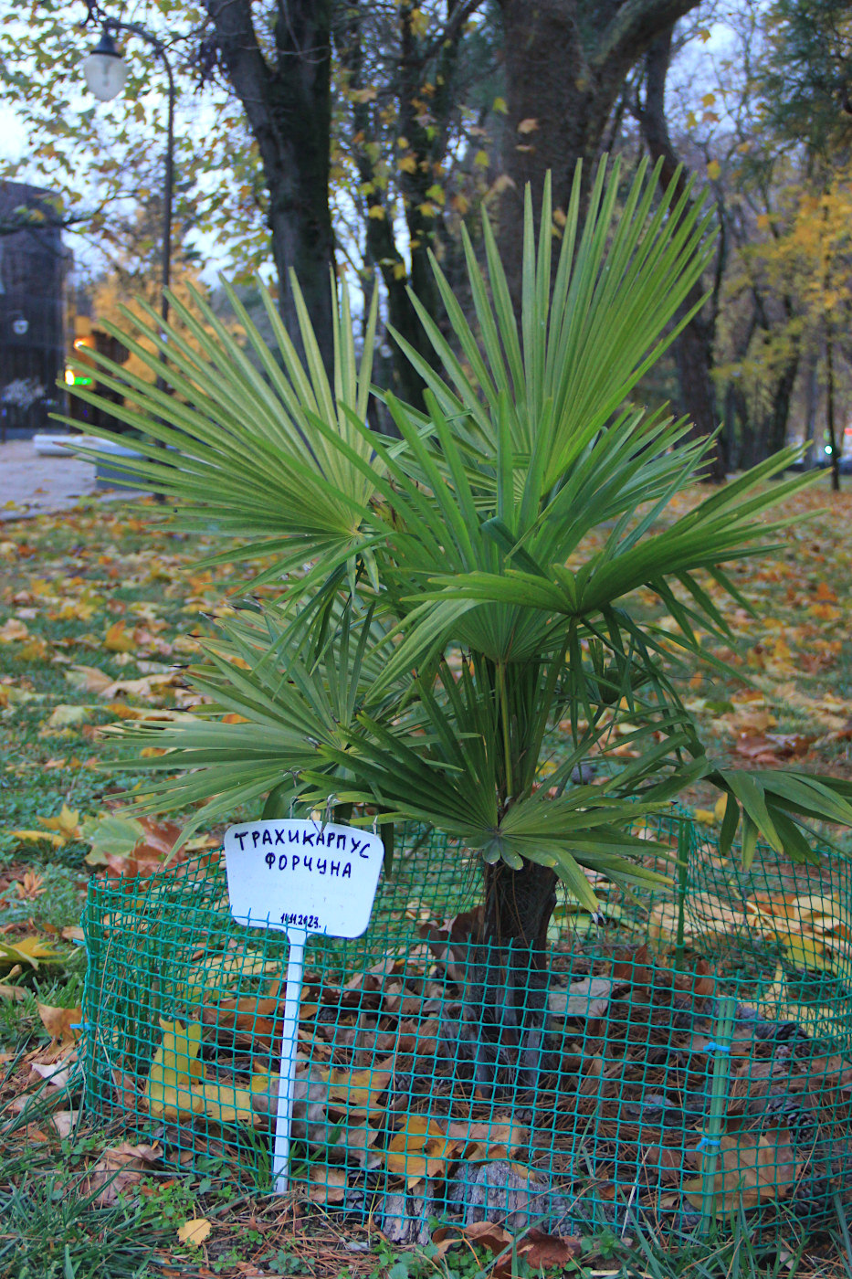 Image of Trachycarpus fortunei specimen.