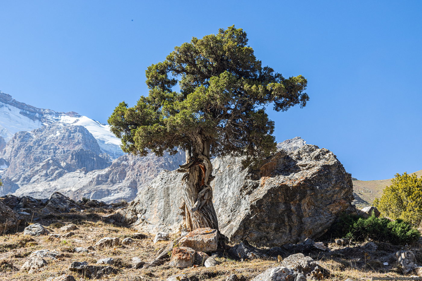 Изображение особи род Juniperus.