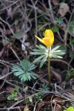 Eranthis longistipitata