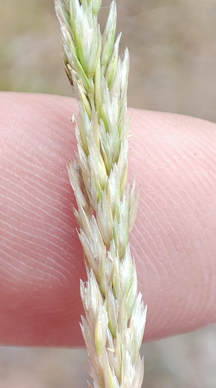 Изображение особи Koeleria glauca.