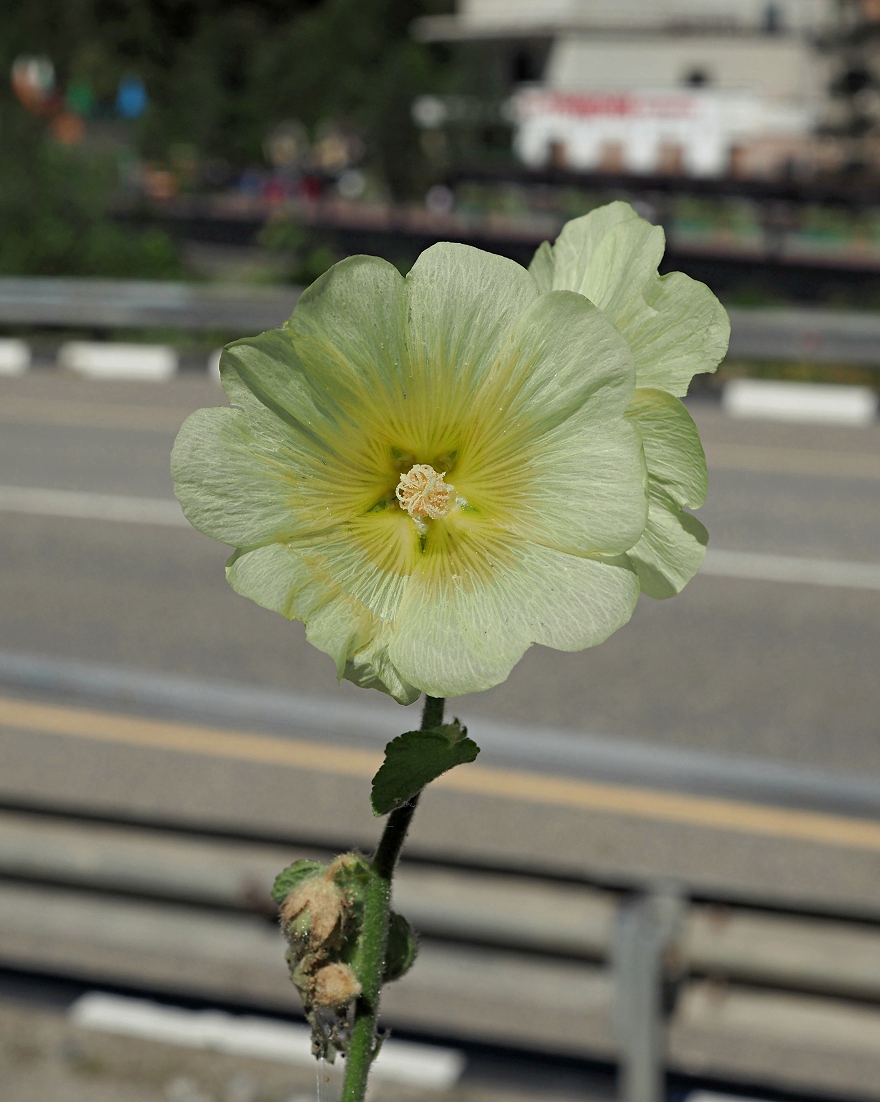 Изображение особи Alcea rugosa.