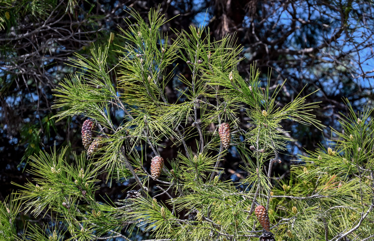 Image of Pinus pityusa specimen.