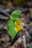 Viola orientalis
