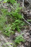 Cystopteris fragilis