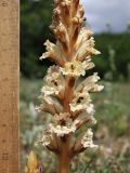 Orobanche callieri. Часть соцветия. Крым, Севастополь, Байдарская дол., опушка лиственного леса, закустаренная поляна (паразитирует на Erodium cicutarium). 29 мая 2025 г.