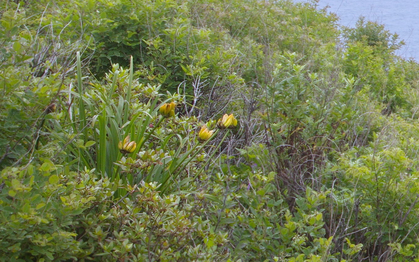 Image of Hemerocallis middendorffii specimen.