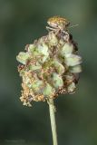 Image of taxon representative. Author is Максим Гуляев
