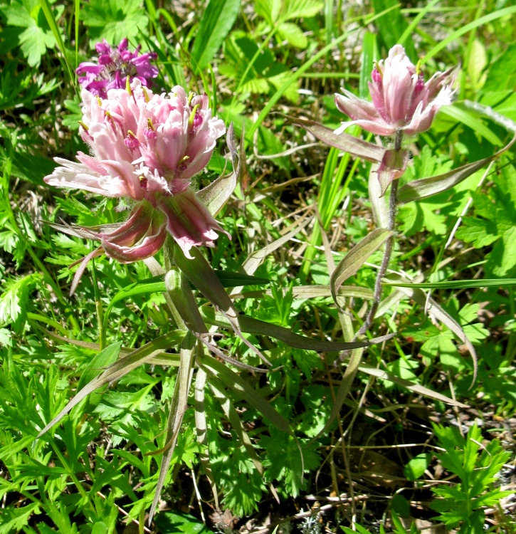 Изображение особи Castilleja pavlovii.