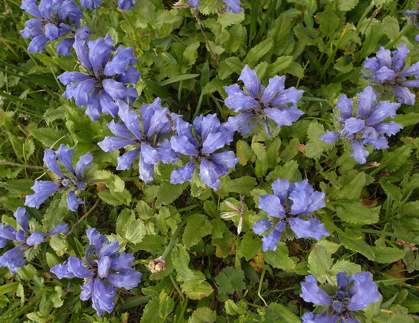 Image of Dracocephalum grandiflorum specimen.