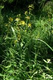 Hypericum hirsutum