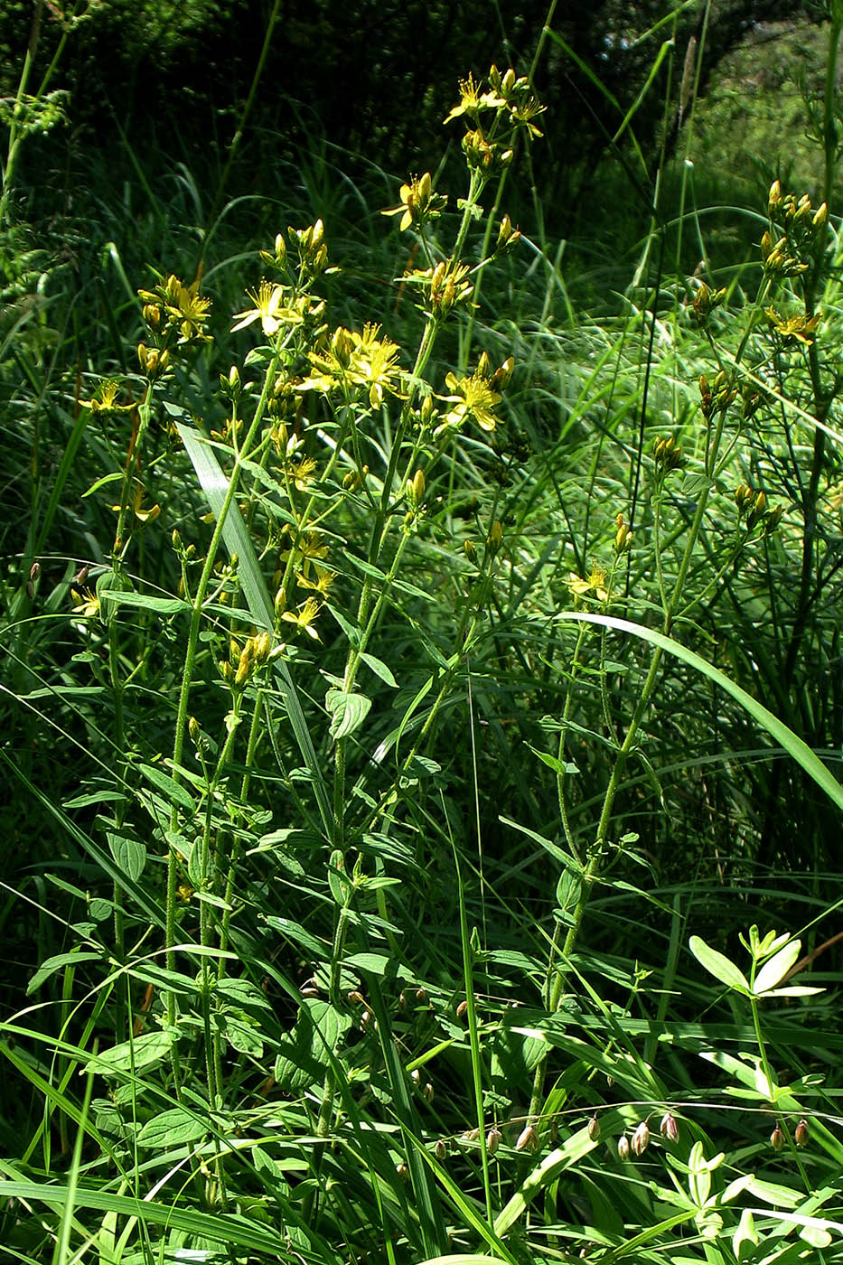 Изображение особи Hypericum hirsutum.