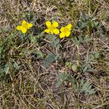 genus Potentilla