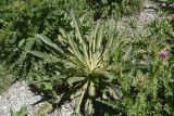 genus Verbascum