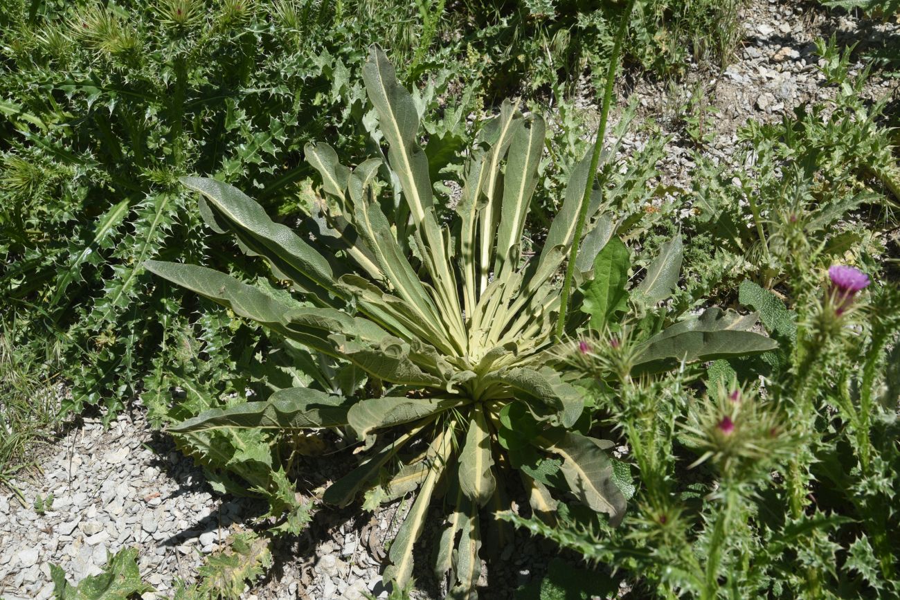 Изображение особи род Verbascum.