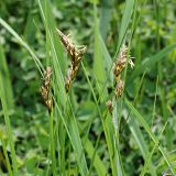 Carex praecox. Верхушки отцветающих растений с высохшими пыльниками. Ульяновская обл., Мелекесский р-н, окр. с. Вишенка, Медвежий овраг, луг в понижении рельефа. 30.04.2024.