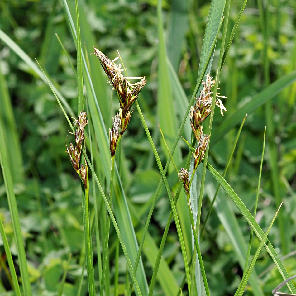 Image of Carex praecox specimen.