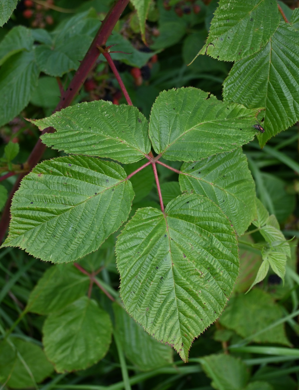 Image of Rubus allegheniensis specimen.