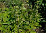 Phlomis russeliana